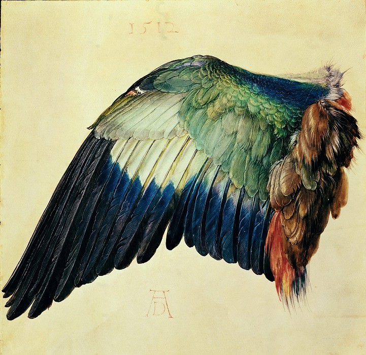 Wing of a Blue Roller, Albrecht Dürer