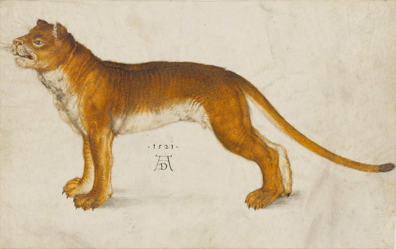 Lioness, Albrecht Dürer