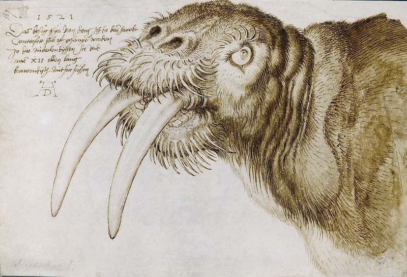 Walrus, Albrecht Dürer