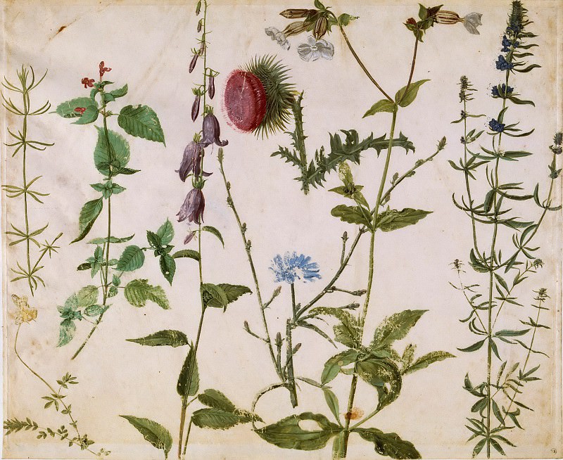Eight studies of wildflowers, Albrecht Dürer