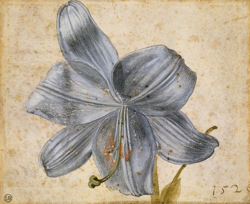 Study of a lily, Albrecht Dürer