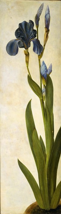 Iris, Albrecht Dürer