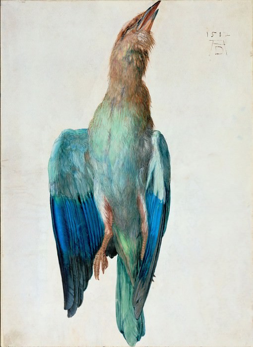 Roller Bird, Albrecht Dürer