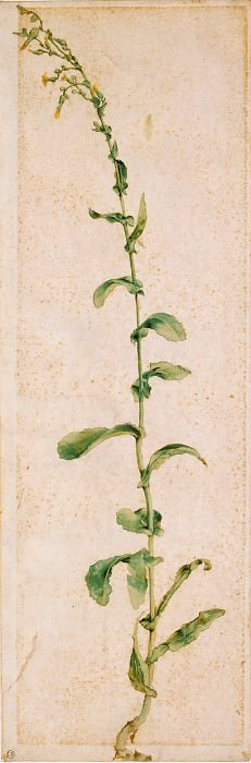Tobacco plant, Albrecht Dürer