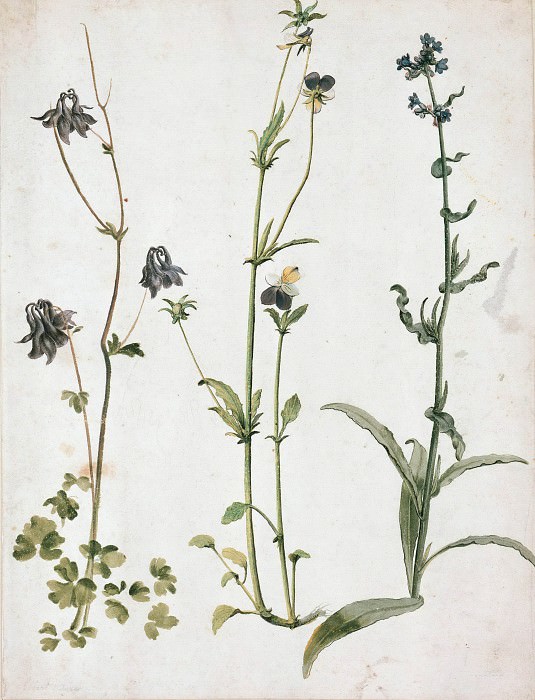 Columbine, Pansy, and Wild Bugloss, Albrecht Dürer