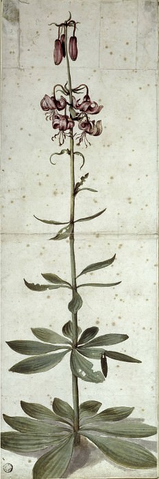 Lilium martagon, Albrecht Dürer