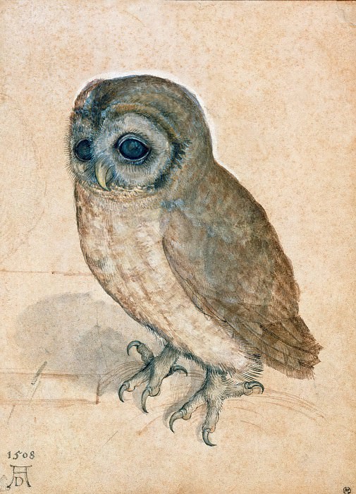 Little Owl, Albrecht Dürer