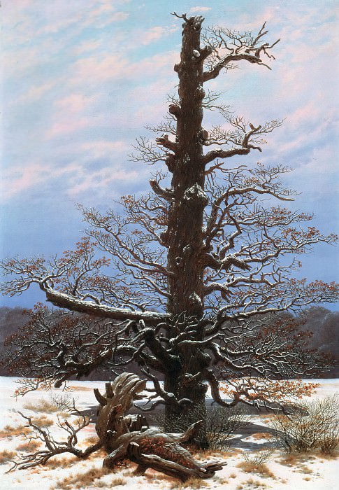 Oak Tree in the Snow