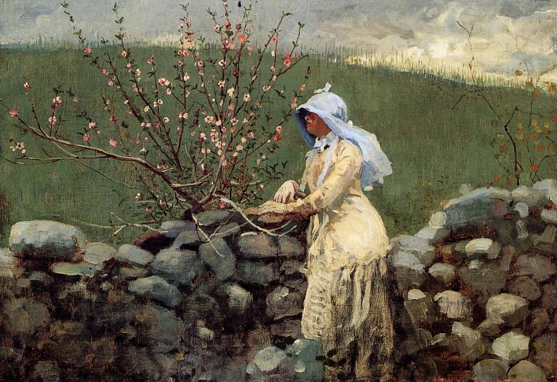 Peach Blossoms, Winslow Homer