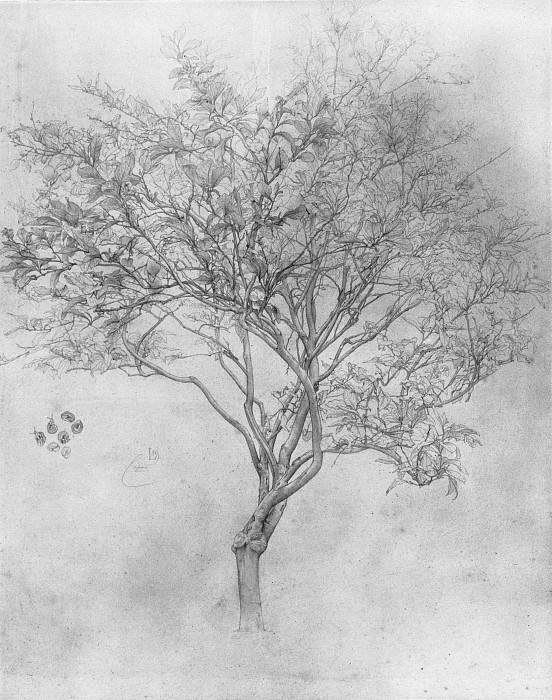 Эскиз лимонного дерева, Фредерик Лейтон
