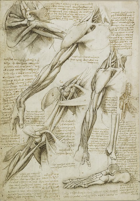 The muscles of the shoulder, arm and the bones of the foot, Leonardo da Vinci