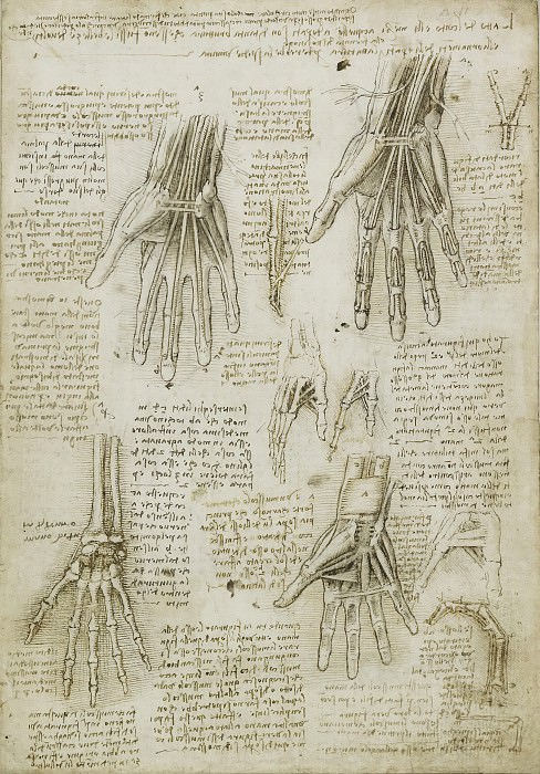 Кости, мышцы и сухожилия рук, Леонардо да Винчи