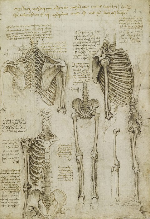Скелет, Леонардо да Винчи