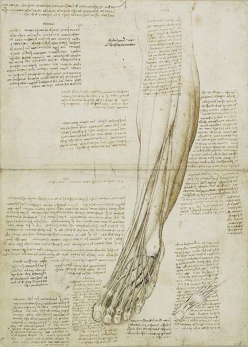 The muscles and tendons of the lower leg and foot, Leonardo da Vinci