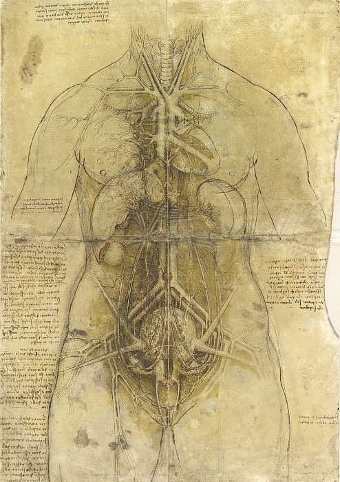 The cardiovascular system and principal organs of a woman, Leonardo da Vinci