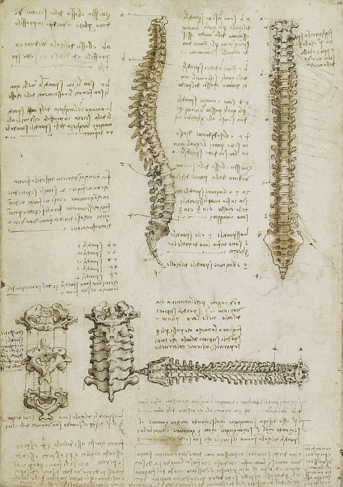The vertebral column, Leonardo da Vinci