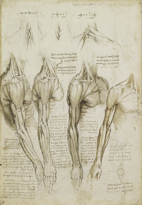 The muscles of the shoulder, arm and neck, Leonardo da Vinci