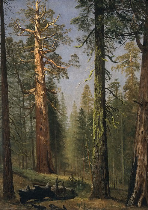 Albert Bierstadt – The Grizzly Giant Sequoia, Mariposa Grove, California, Los Angeles County Museum of Art (LACMA)