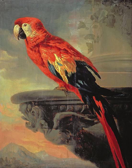 Parrot, Peter Paul Rubens