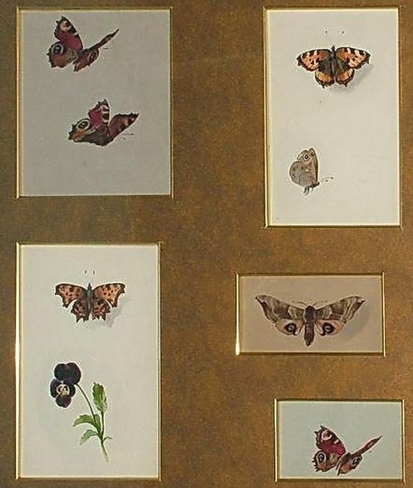 Butterflies. 5 watercolors. 1912, Elizabeth Merkuryevna Boehm (Endaurova)