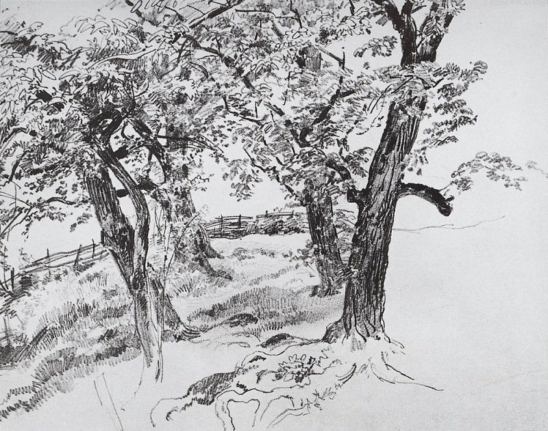 Деревья 1870-е 21х28, Иван Иванович Шишкин