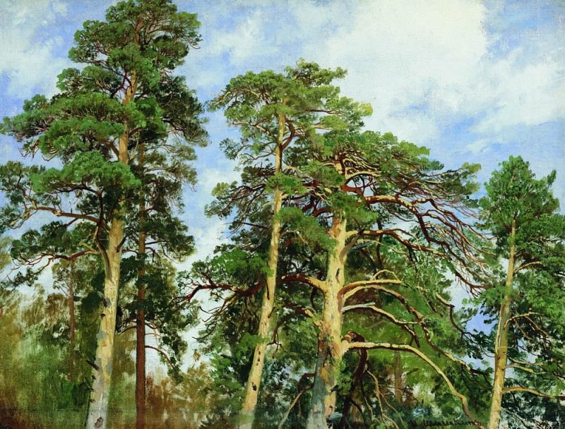 tops of the pines. Etude 1890 40. 7h53, Ivan Ivanovich Shishkin