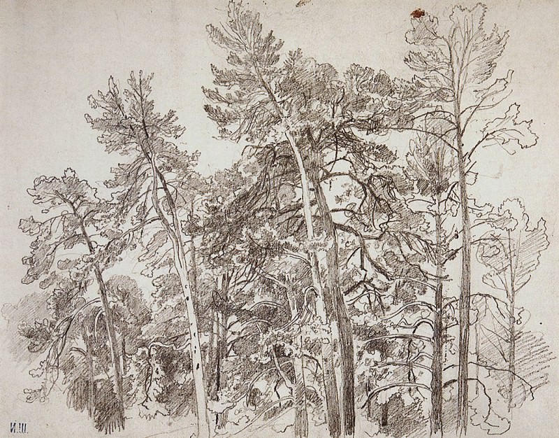 tops of the pines. 1890 32, 5h41, 8, Ivan Ivanovich Shishkin