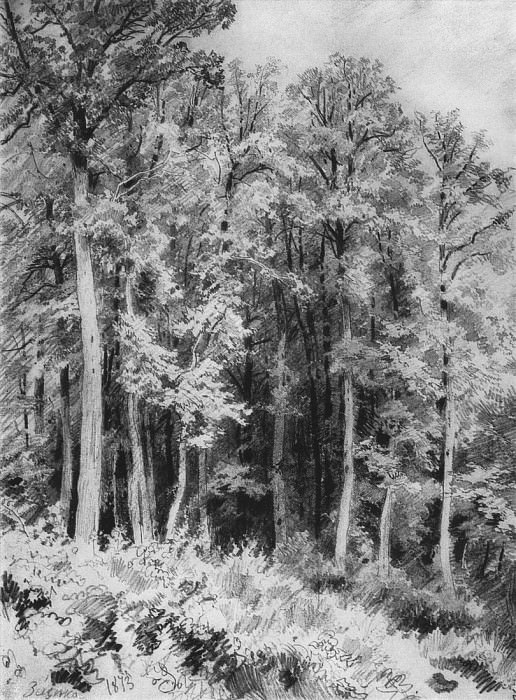 Trees. Kozlivka-Zaseka. 1873 31h22, 5, Ivan Ivanovich Shishkin