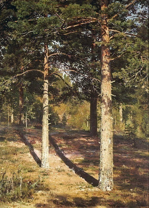 Pine trees lit by the sun, Ivan Ivanovich Shishkin