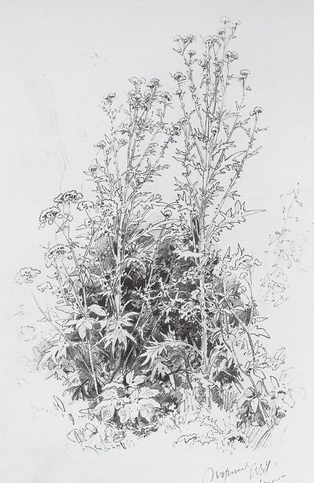 Wildflowers 1884 45h29, Ivan Ivanovich Shishkin