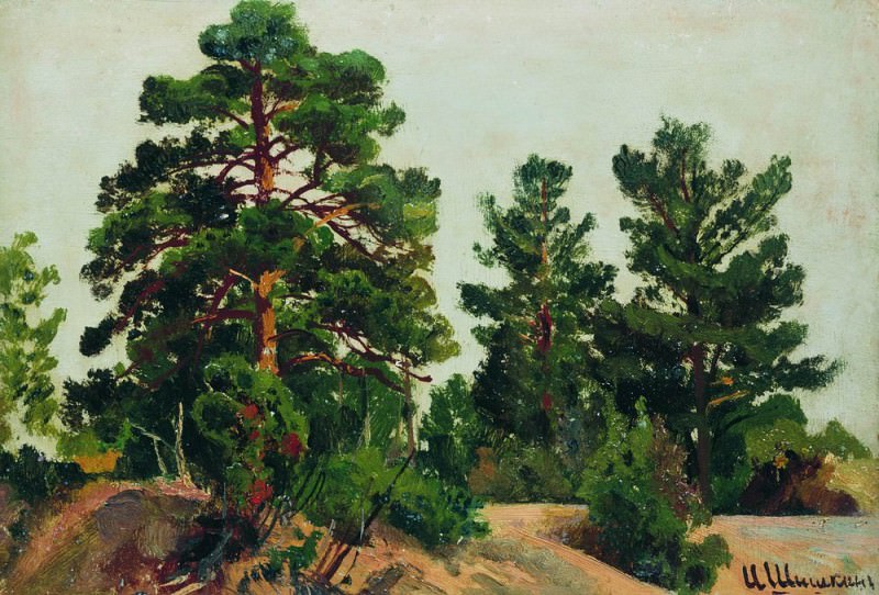 Young pine 19h26, Ivan Ivanovich Shishkin