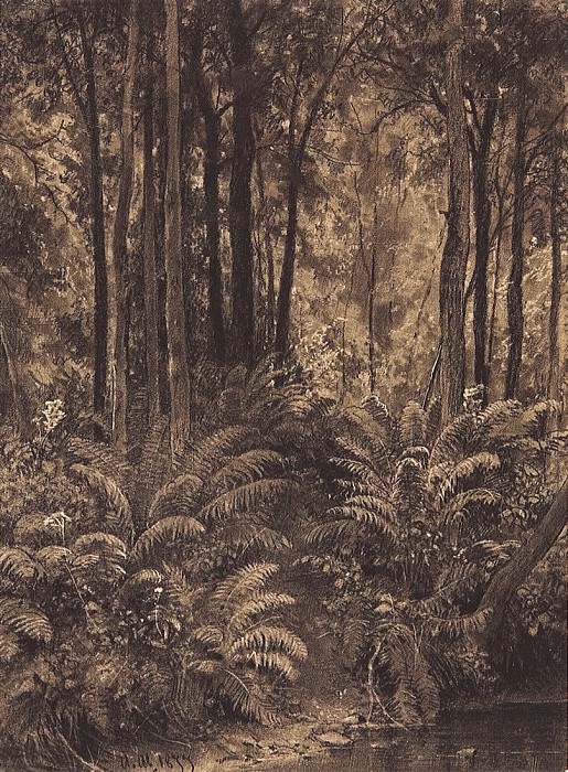 Папоротники в лесу. 1877 28, 4х21, Иван Иванович Шишкин