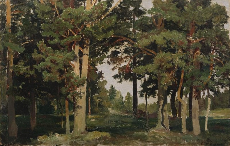 Forest. 1893. Etude 36h55, 5, Ivan Ivanovich Shishkin