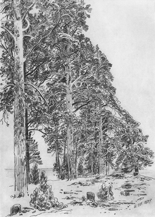 Pine trees on the beach 1877 58, 4h41, 1, Ivan Ivanovich Shishkin