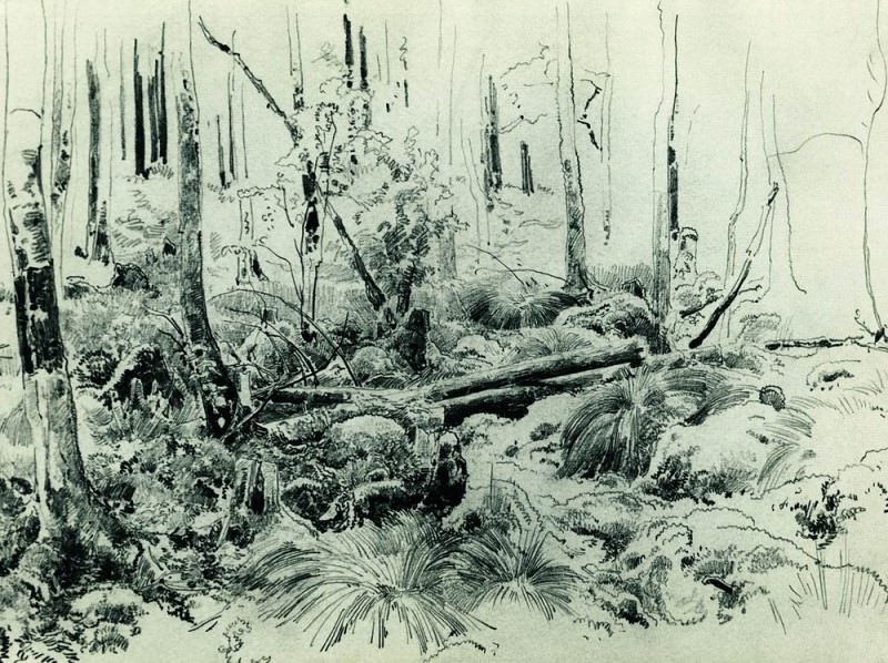 В лесных зарослях 1870-е 24. 2х32, Иван Иванович Шишкин