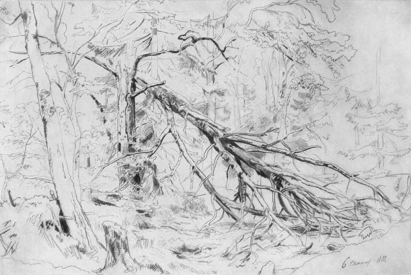 Broken Birch 1872 38h53, 4, Ivan Ivanovich Shishkin