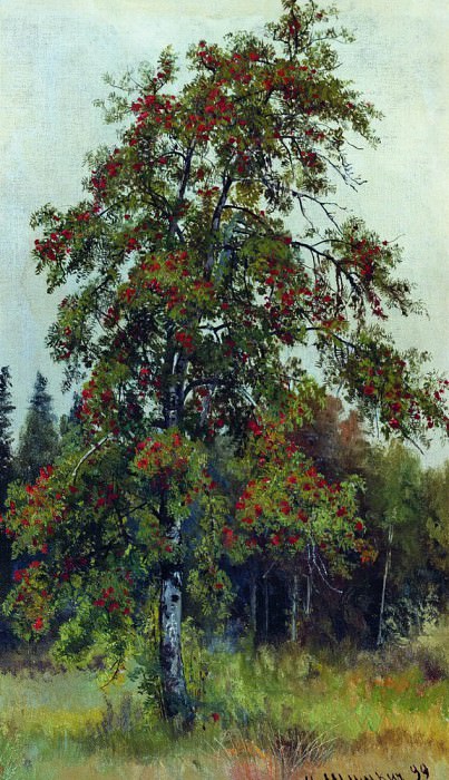 Рябина 1892 58х33. 3, Иван Иванович Шишкин