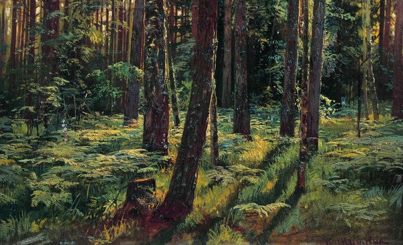 Папоротники в лесу. Сиверская 1883 36х59, Иван Иванович Шишкин