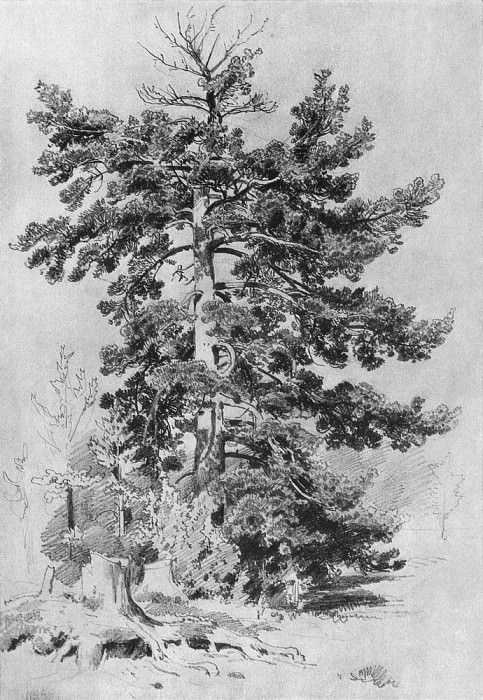 1889 Pine 43h30, Ivan Ivanovich Shishkin