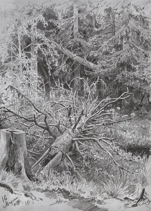В лесу. Упавшее дерево 1878 32. 3х23, 4, Иван Иванович Шишкин
