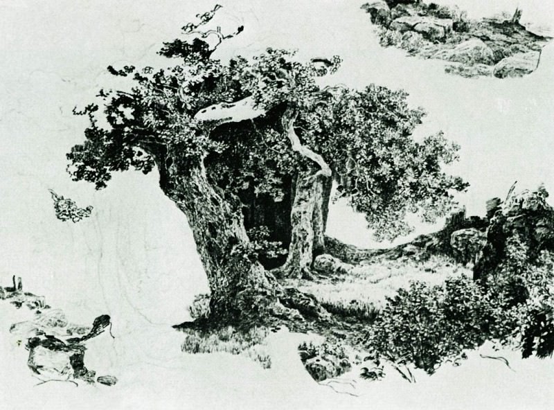 Группа лиственных деревьев и камни. Набросок 24х32, Иван Иванович Шишкин