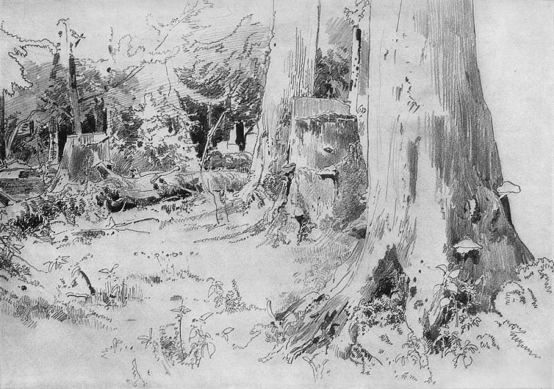 Вырубленный лес 1880-е 22. 3х32, Иван Иванович Шишкин