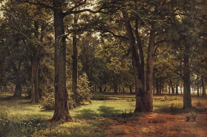 In the protected oak grove 1,886 127h198, Ivan Ivanovich Shishkin