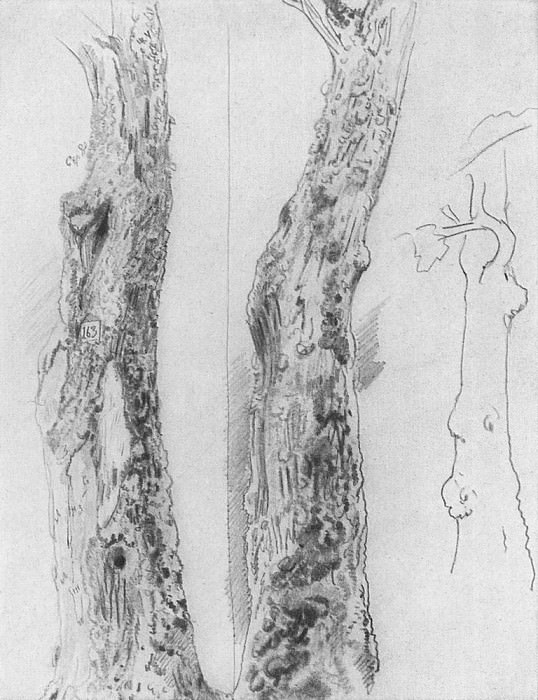 Etude trunks 1880, 29h22, 2, Ivan Ivanovich Shishkin