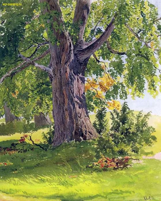 oak, sunny 26. 5x20. Watercolor on paper, bleached, Ivan Ivanovich Shishkin