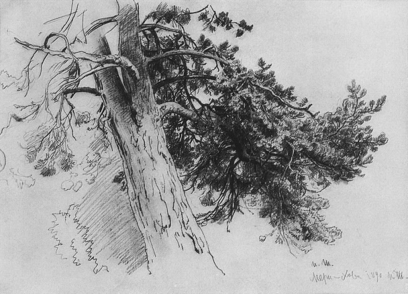 Part of the trunk of a pine. Mary Hovey 1890 33x48, Ivan Ivanovich Shishkin