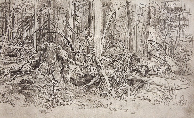 Лесной завал. Вторая половина 1870-х 19х31, Иван Иванович Шишкин