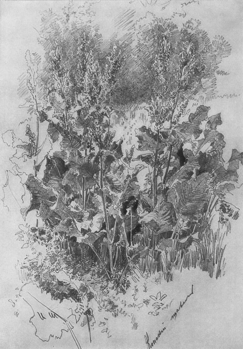 Horse sorrel. 1870 32, 4h22, 7, Ivan Ivanovich Shishkin