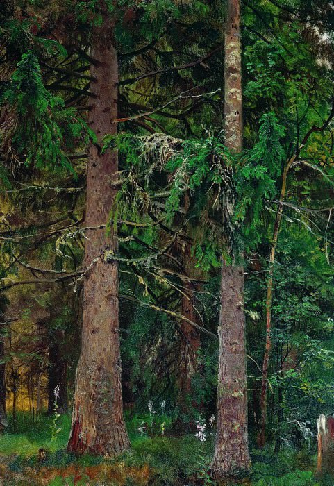 spruce forest. Etude 1889-1890 55h40, Ivan Ivanovich Shishkin