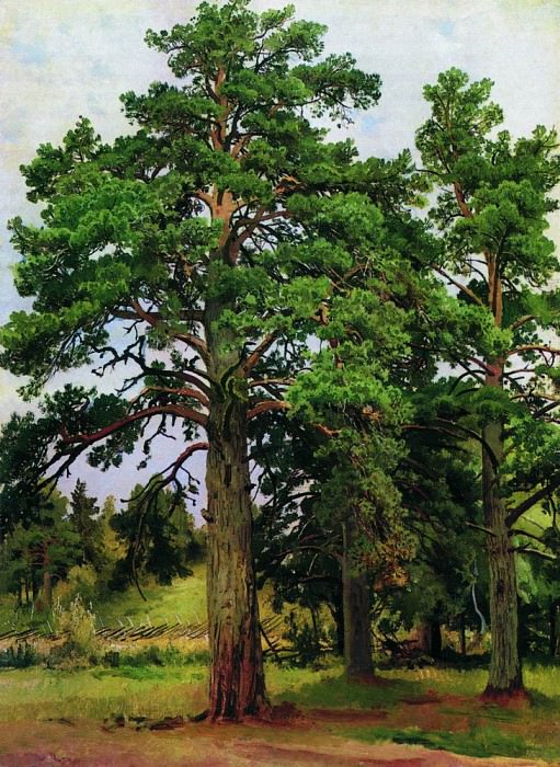 Pine sunless 1890 57h43, Ivan Ivanovich Shishkin